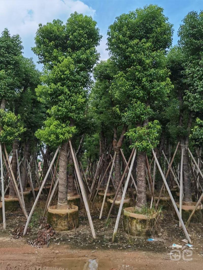 香樟树苗驱蚊驱虫优质小叶香樟树四季常青南北种植，价格面议