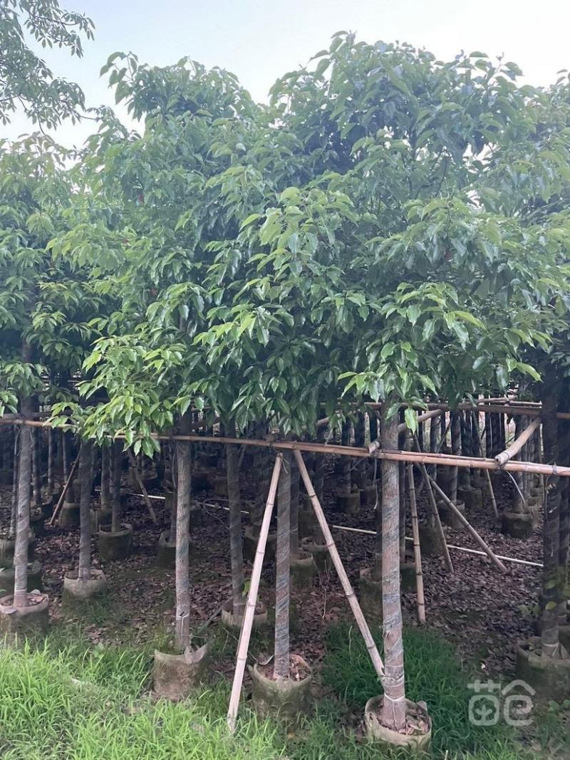 香樟树苗驱蚊驱虫优质小叶香樟树四季常青南北种植，价格面议