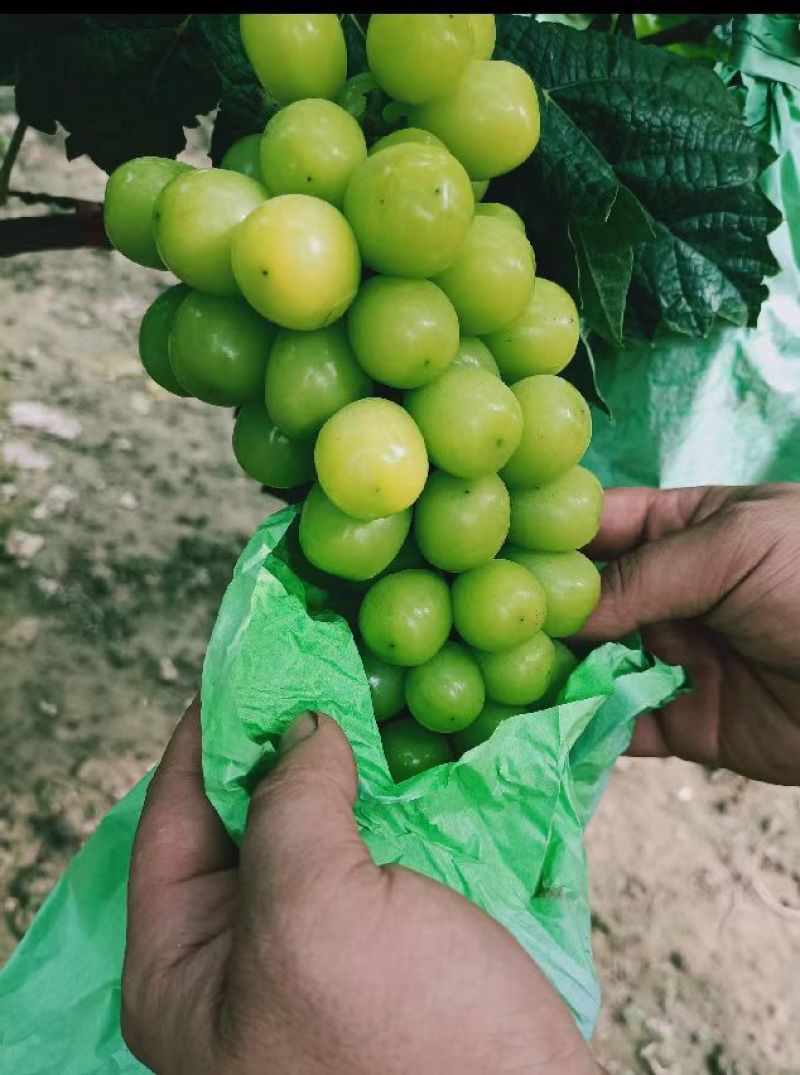 葡萄阳光玫瑰葡萄大棚阳光玫瑰玫瑰基地直发量大从优