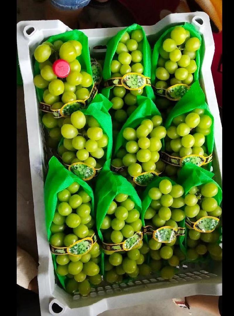 葡萄阳光玫瑰葡萄大棚阳光玫瑰玫瑰基地直发量大从优