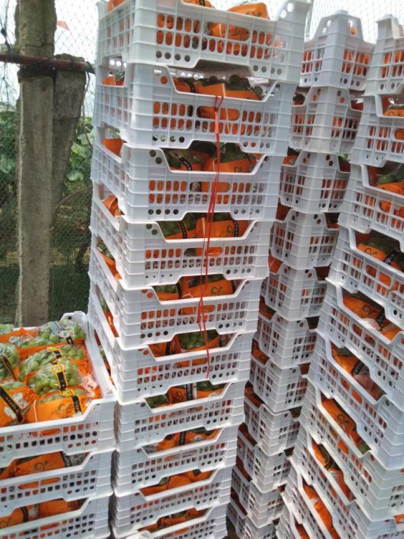 葡萄阳光玫瑰葡萄大棚阳光玫瑰玫瑰基地直发量大从优