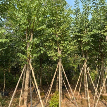 风景树宫粉紫荆花苗名贵紫荆树苗庭院室外公路养护观花树绿植