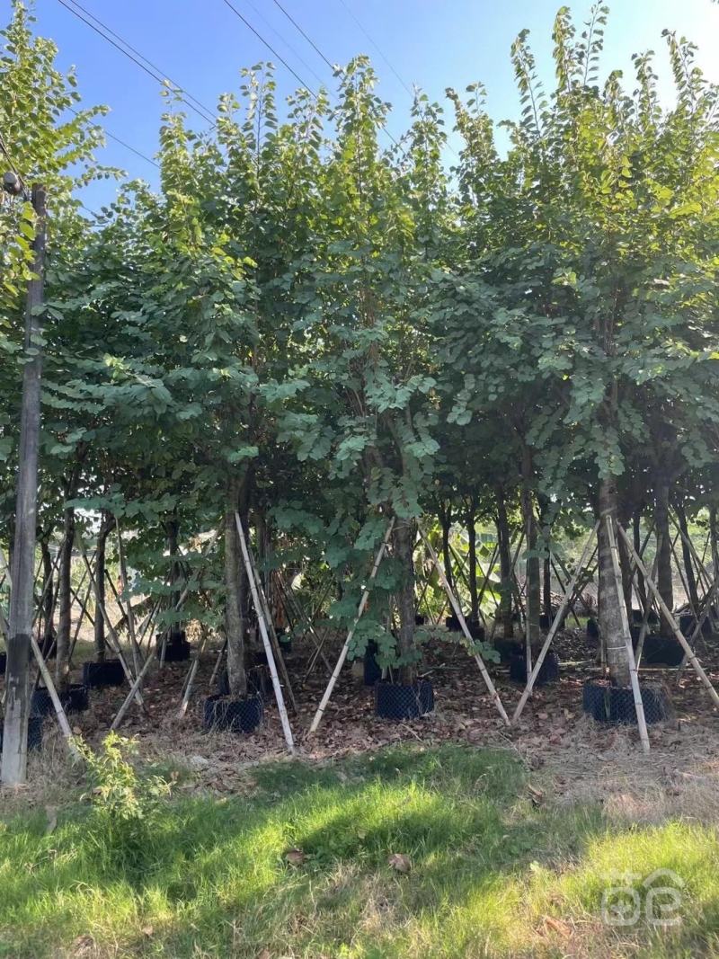 风景树宫粉紫荆花苗名贵紫荆树苗庭院室外公路养护观花树绿植