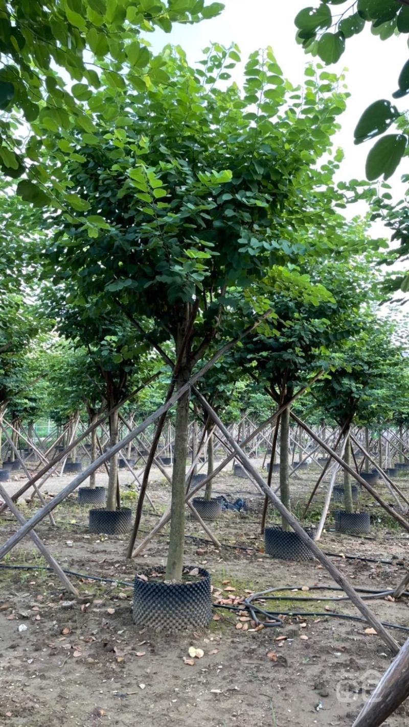 风景树宫粉紫荆花苗名贵紫荆树苗庭院室外公路养护观花树绿植