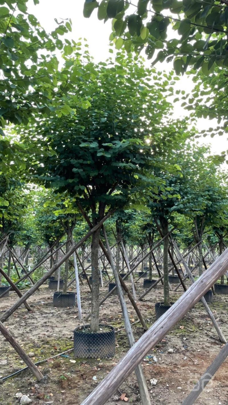 风景树宫粉紫荆花苗名贵紫荆树苗庭院室外公路养护观花树绿植