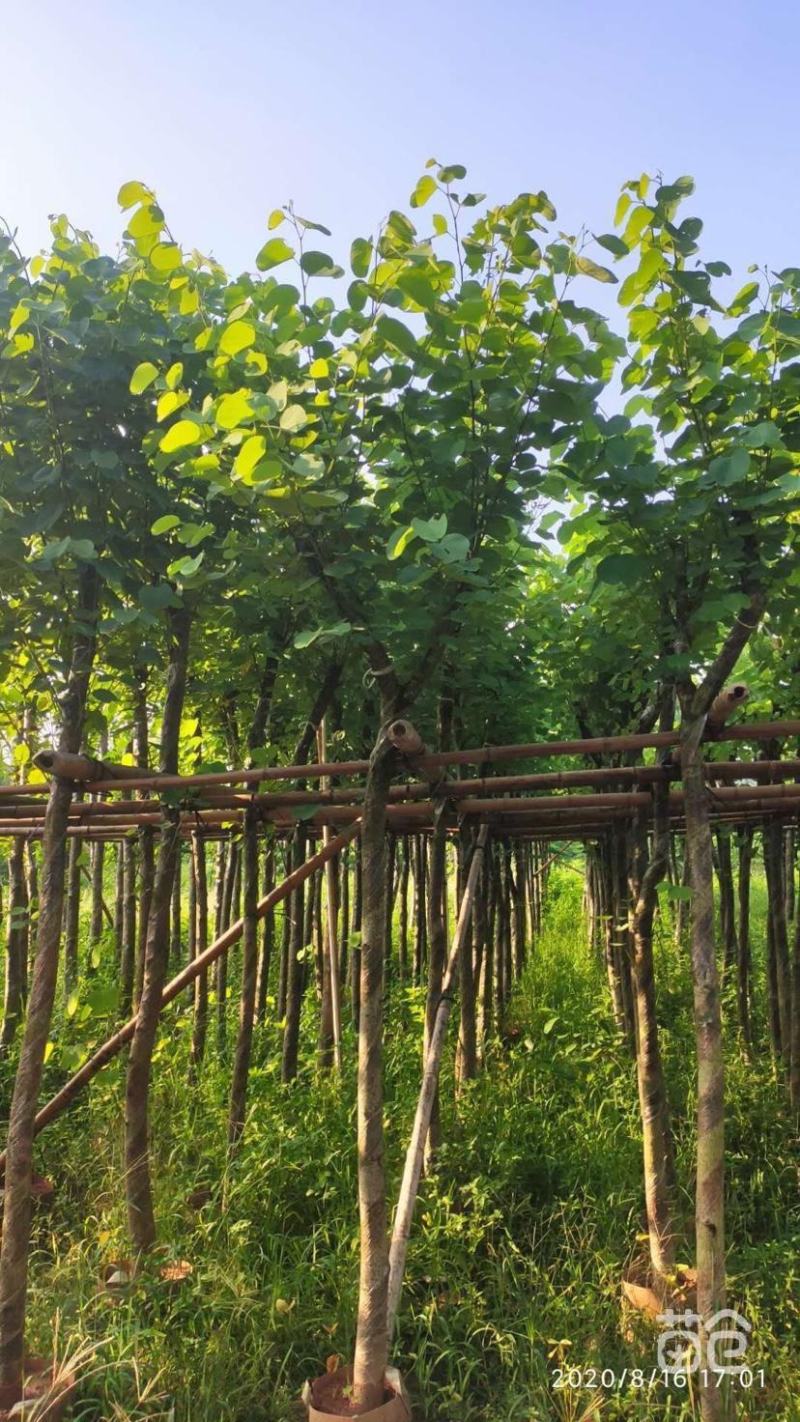 风景树宫粉紫荆花苗名贵紫荆树苗庭院室外公路养护观花树绿植