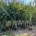 风景树宫粉紫荆花苗名贵紫荆树苗庭院室外公路养护观花树绿植