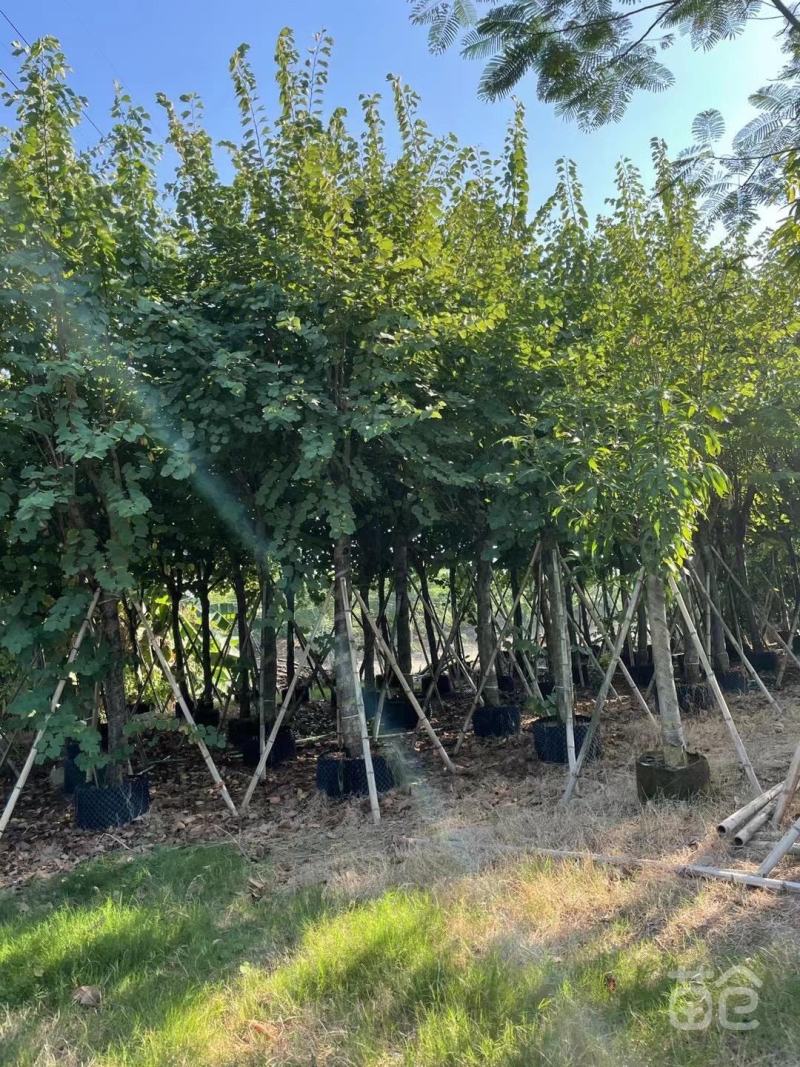 风景树宫粉紫荆花苗名贵紫荆树苗庭院室外公路养护观花树绿植