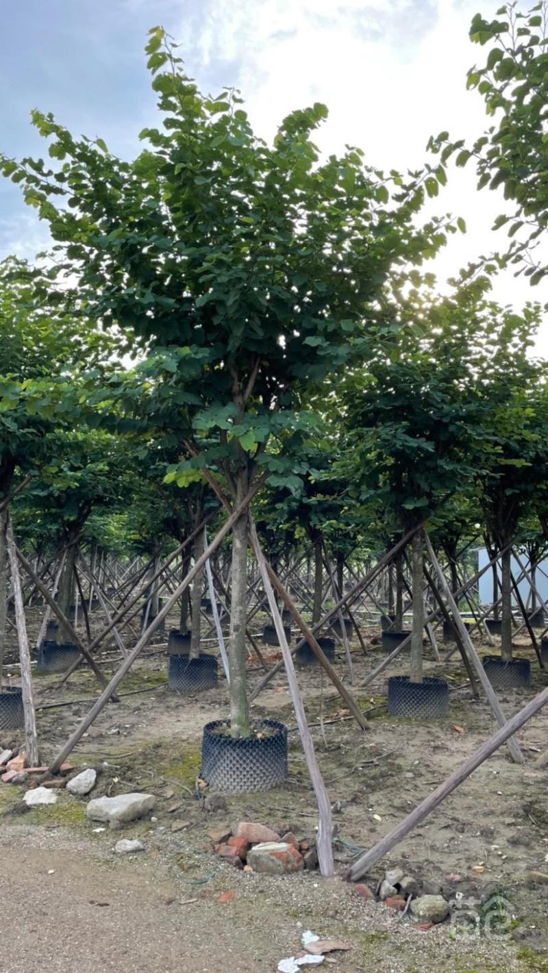 风景树宫粉紫荆花苗名贵紫荆树苗庭院室外公路养护观花树绿植