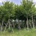 风景树宫粉紫荆花苗名贵紫荆树苗庭院室外公路养护观花树绿植