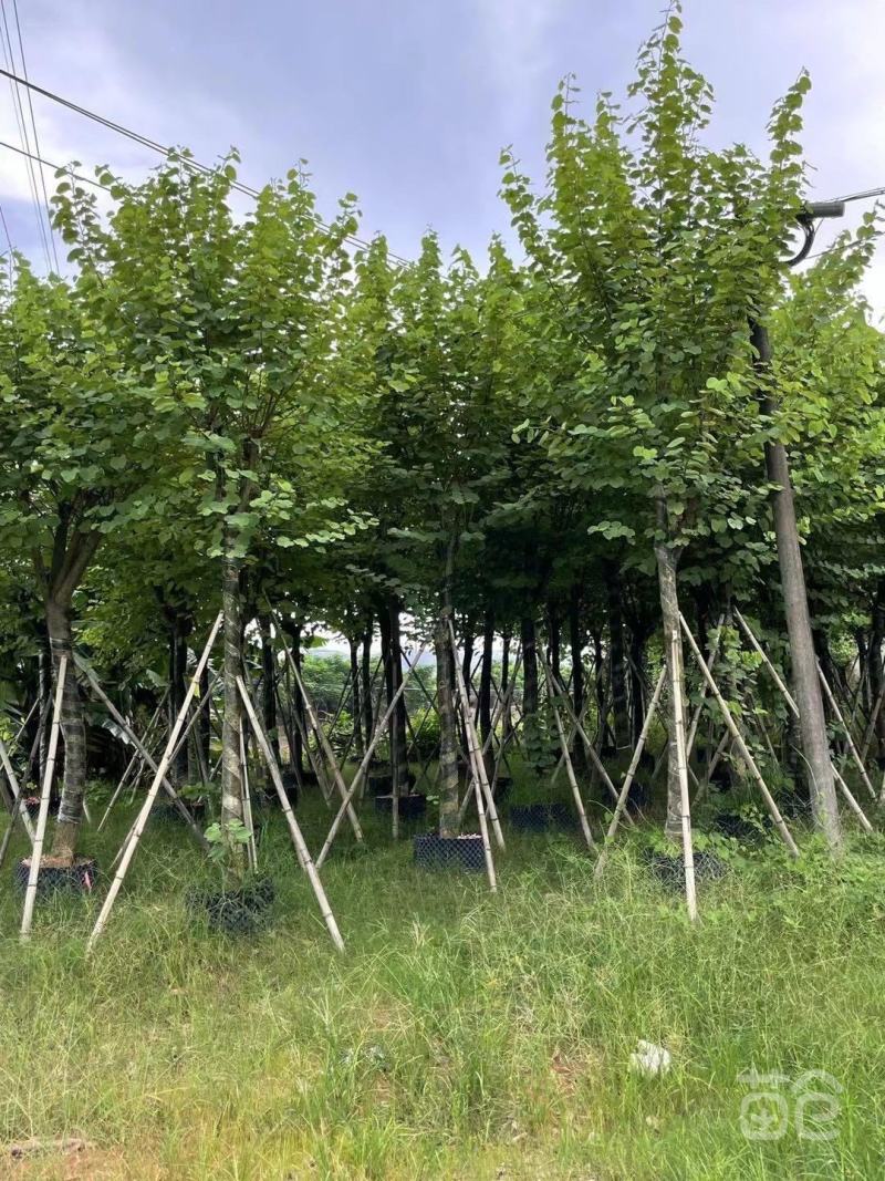 风景树宫粉紫荆花苗名贵紫荆树苗庭院室外公路养护观花树绿植