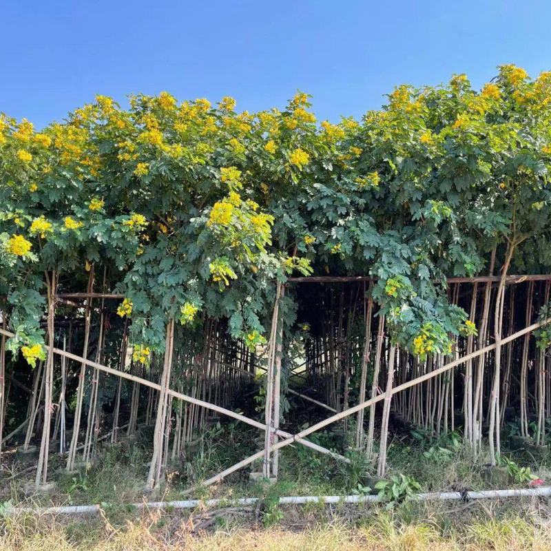 庭院别墅风景树黄槐树苗黄花决明黄槐花树苗价格面议