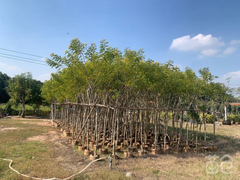 庭院别墅风景树黄槐树苗黄花决明黄槐花树苗价格面议