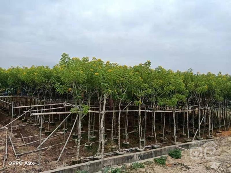 庭院别墅风景树黄槐树苗黄花决明黄槐花树苗价格面议