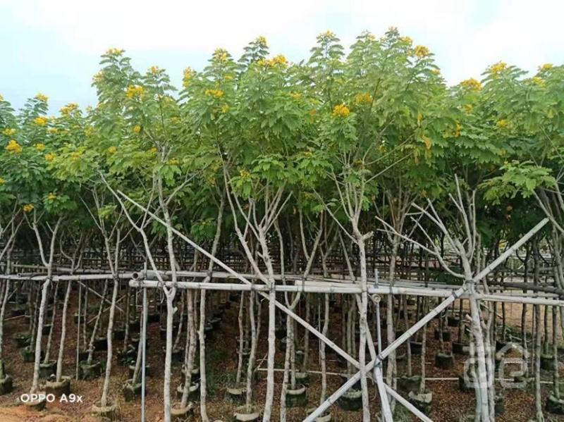 庭院别墅风景树黄槐树苗黄花决明黄槐花树苗价格面议