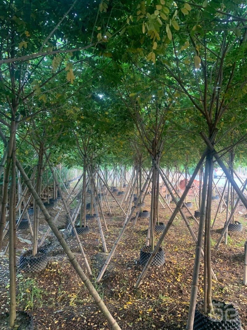庭院别墅风景树黄槐树苗黄花决明黄槐花树苗价格面议