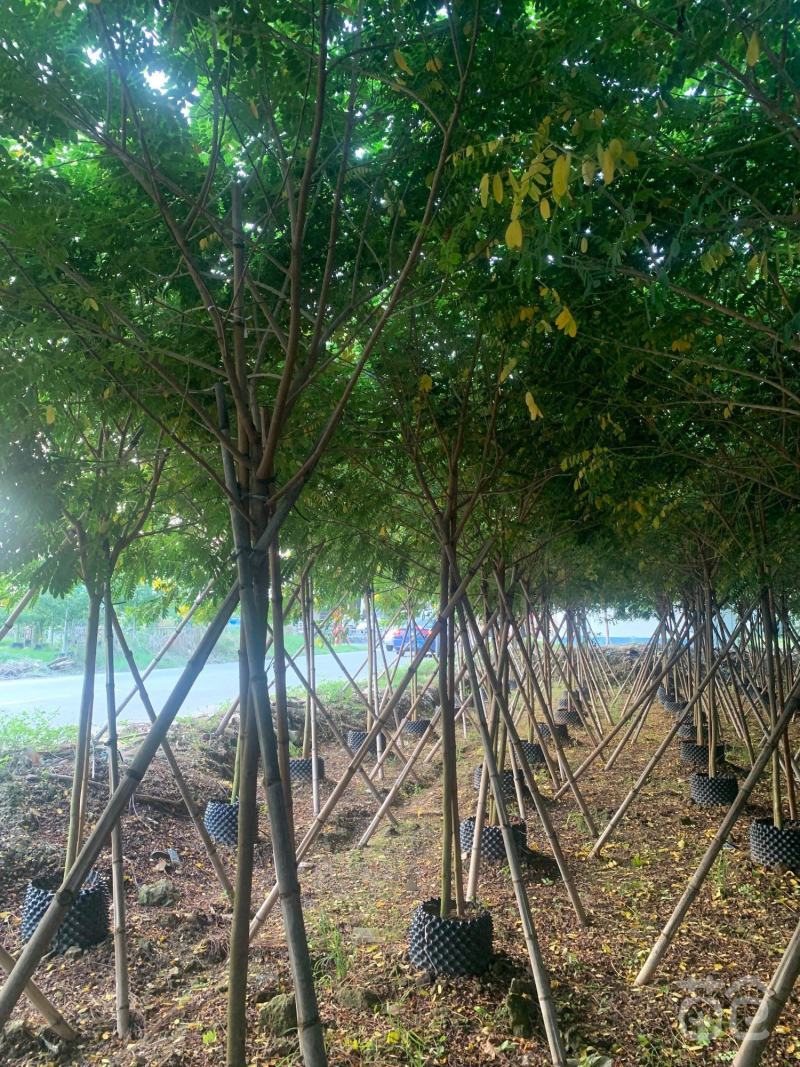 庭院别墅风景树黄槐树苗黄花决明黄槐花树苗价格面议
