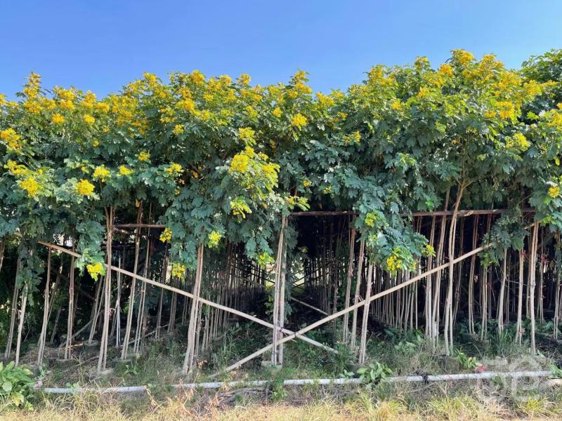 庭院别墅风景树黄槐树苗黄花决明黄槐花树苗价格面议