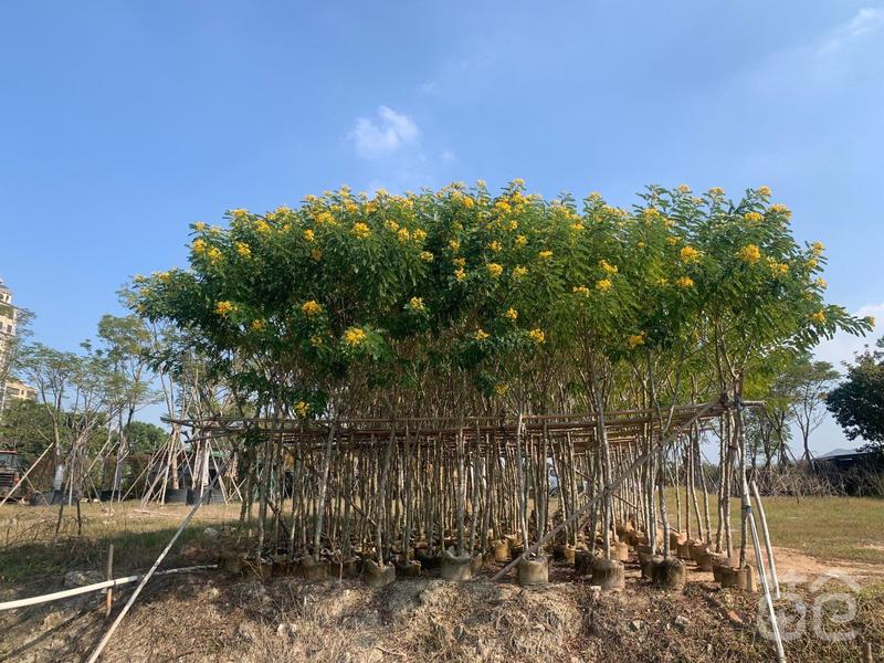 庭院别墅风景树黄槐树苗黄花决明黄槐花树苗价格面议