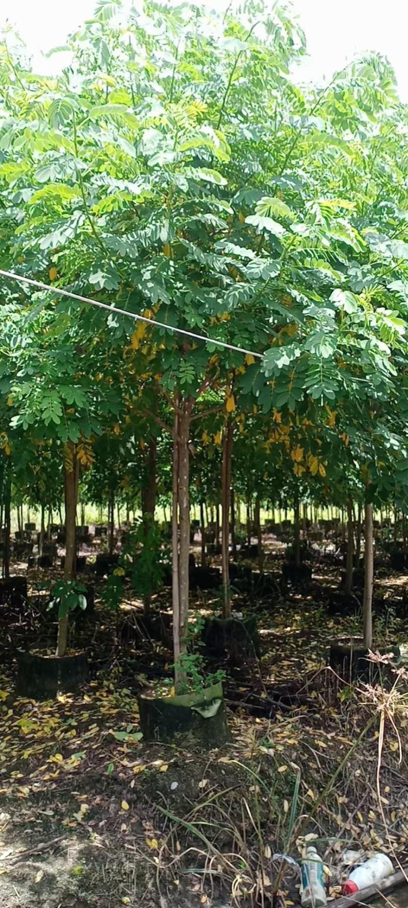 庭院别墅风景树黄槐树苗黄花决明黄槐花树苗价格面议