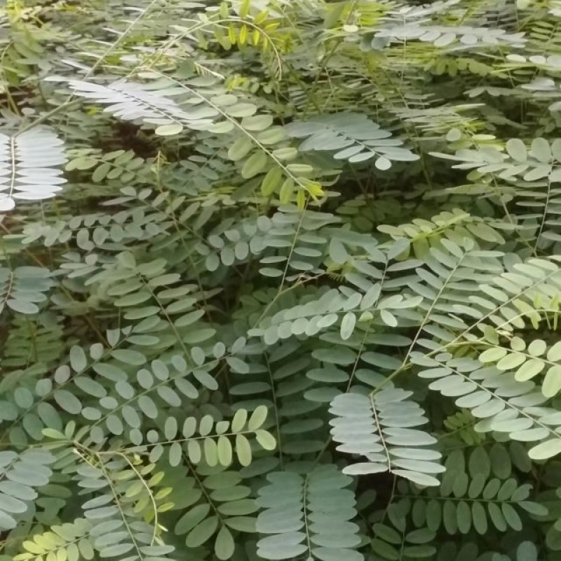 南岭黄檀
