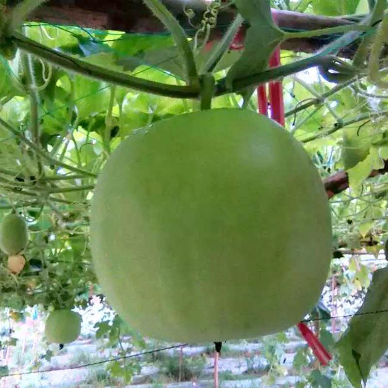 香芋冬瓜种子圆宝小冬瓜种子抗病味香独特杂交新品春季