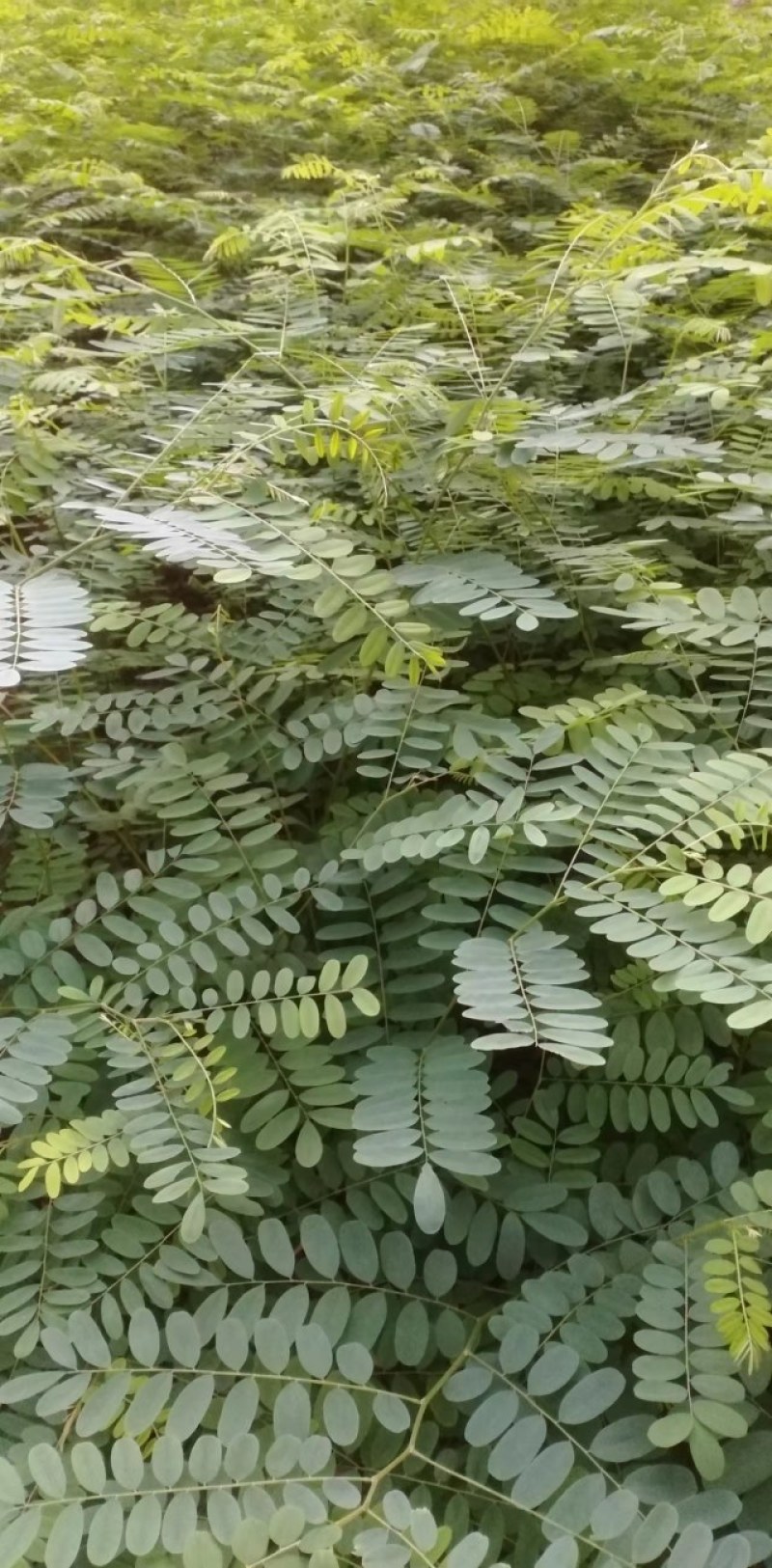 南岭黄檀