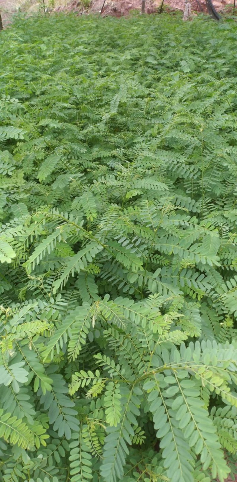南岭黄檀