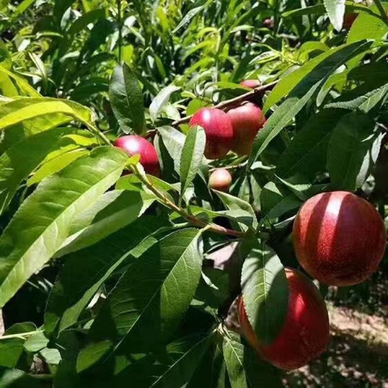 河南省虞城县田庙乡油桃
