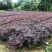 红花继木球红叶植物红继木苗盆栽带土球四季开花基地直销绿化
