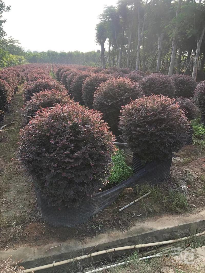 红花继木球红叶植物红继木苗盆栽带土球四季开花基地直销绿化