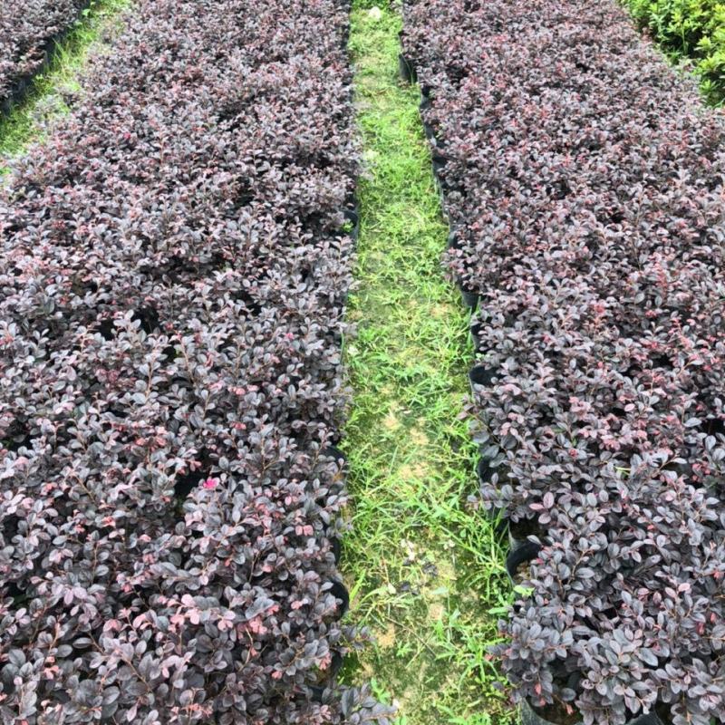 红花继木球红叶植物红继木苗盆栽带土球四季开花基地直销绿化