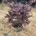 红花继木球红叶植物红继木苗盆栽带土球四季开花基地直销绿化