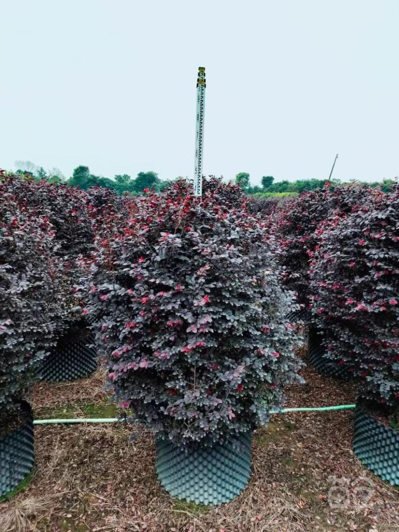 红花继木球红叶植物红继木苗盆栽带土球四季开花基地直销绿化