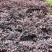 红花继木球红叶植物红继木苗盆栽带土球四季开花基地直销绿化
