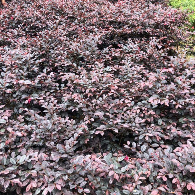 红花继木球红叶植物红继木苗盆栽带土球四季开花基地直销绿化