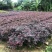 红花继木球红叶植物红继木苗盆栽带土球四季开花基地直销绿化