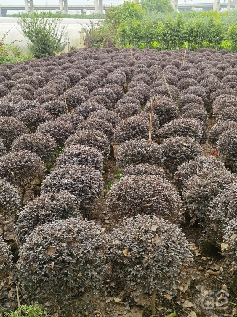 红花继木球红叶植物红继木苗盆栽带土球四季开花基地直销绿化