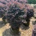 红花继木球红叶植物红继木苗盆栽带土球四季开花基地直销绿化