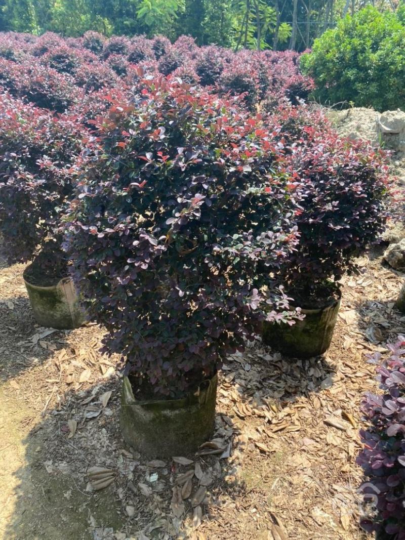 红花继木球红叶植物红继木苗盆栽带土球四季开花基地直销绿化