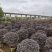 红花继木球红叶植物红继木苗盆栽带土球四季开花基地直销绿化