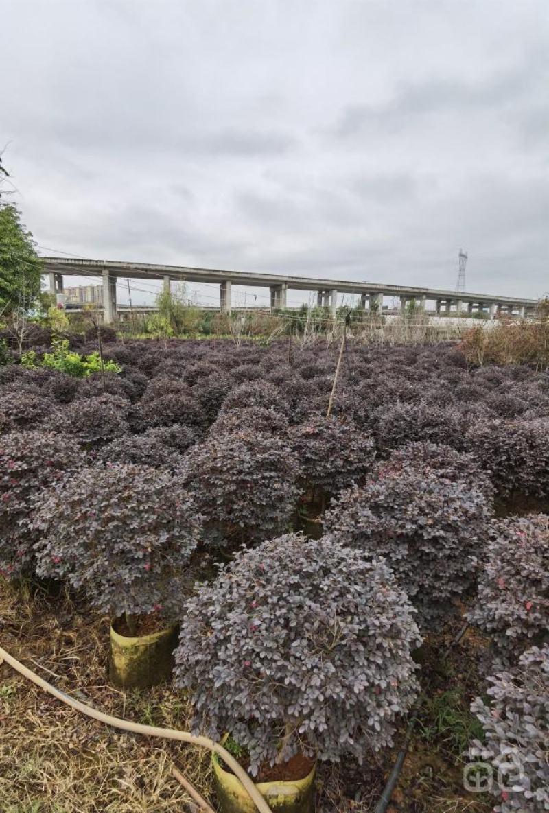 红花继木球红叶植物红继木苗盆栽带土球四季开花基地直销绿化