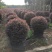 红花继木球红叶植物红继木苗盆栽带土球四季开花基地直销绿化