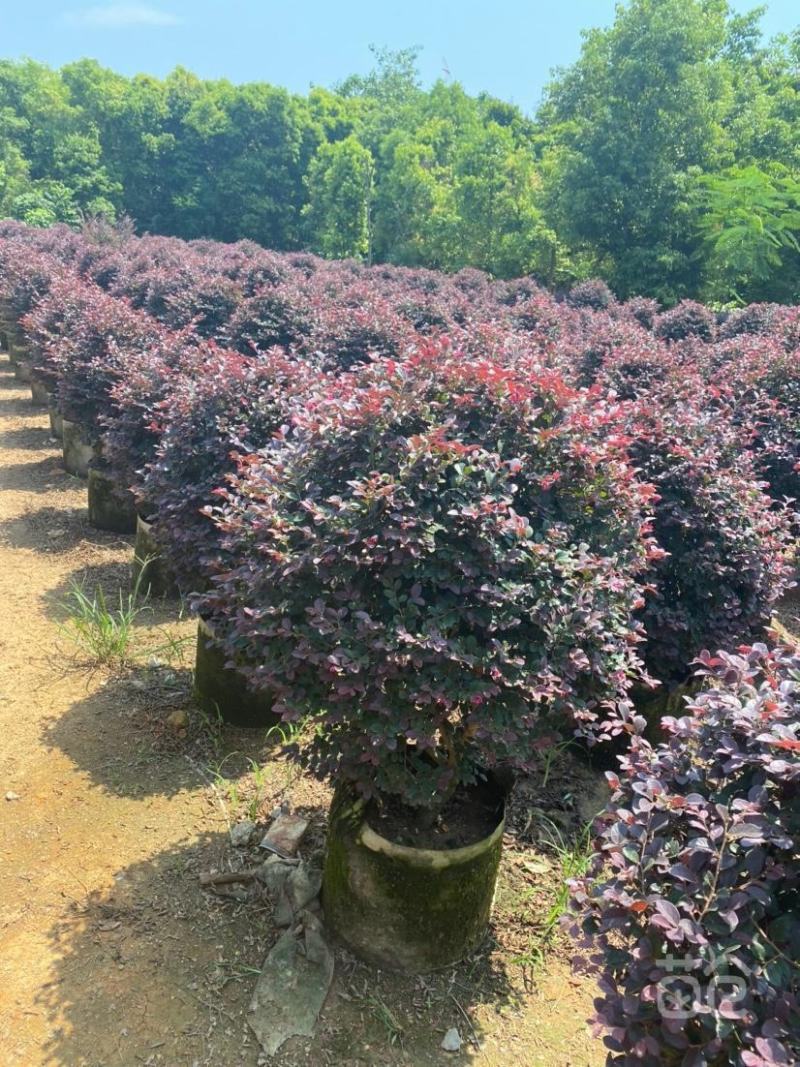 红花继木球红叶植物红继木苗盆栽带土球四季开花基地直销绿化