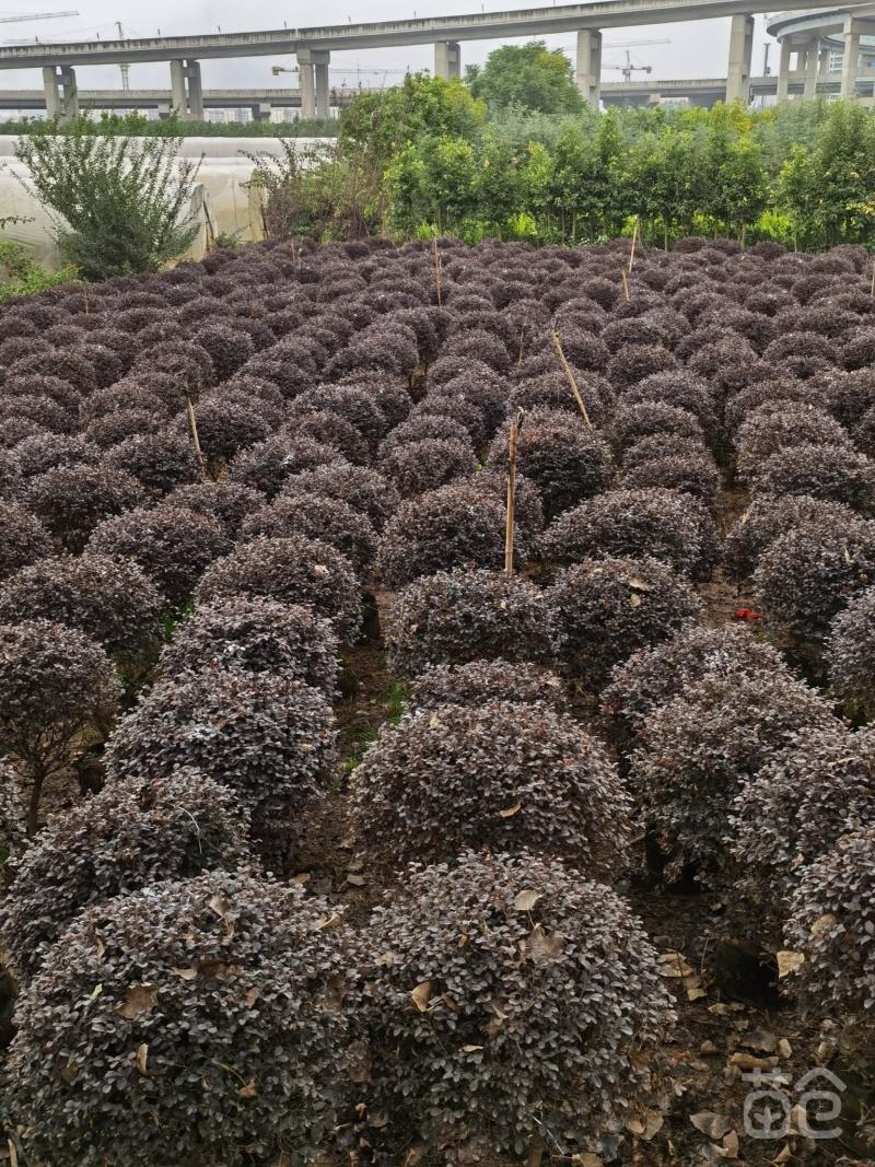 红花继木球红叶植物红继木苗盆栽带土球四季开花基地直销绿化