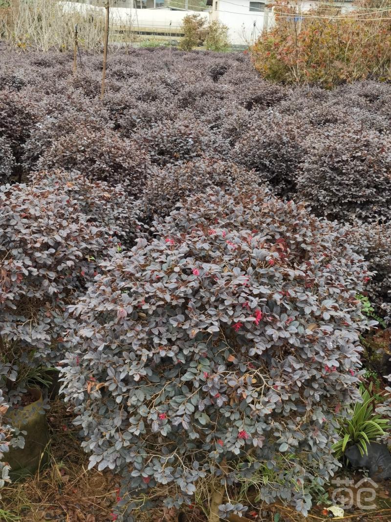 红花继木球红叶植物红继木苗盆栽带土球四季开花基地直销绿化