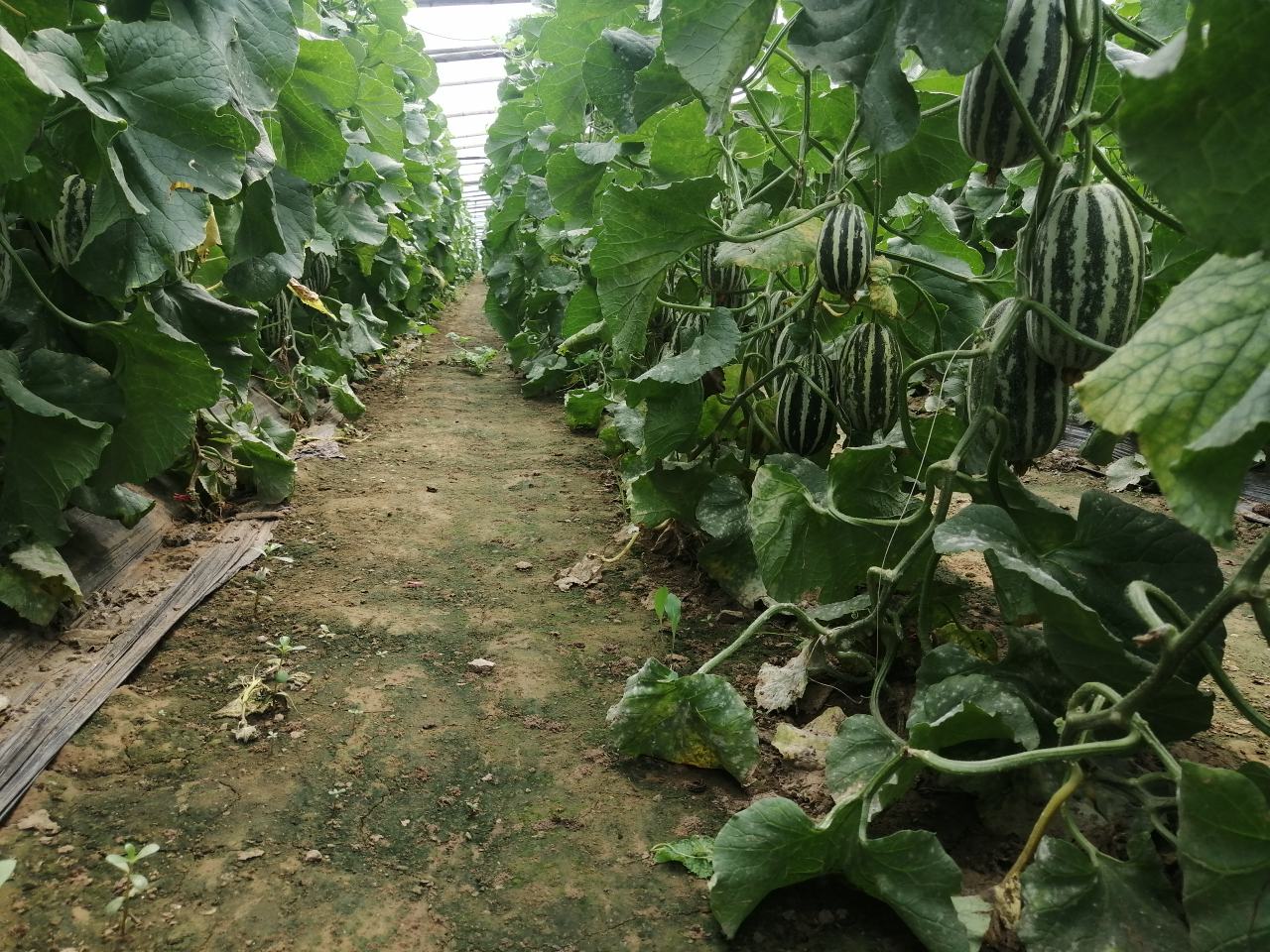 展示现代化温室大棚内整齐排列的博洋甜瓜藤蔓,叶片翠绿,果实正在发育中,反映高效农业种植技术的应用 博洋甜瓜大棚种植场景