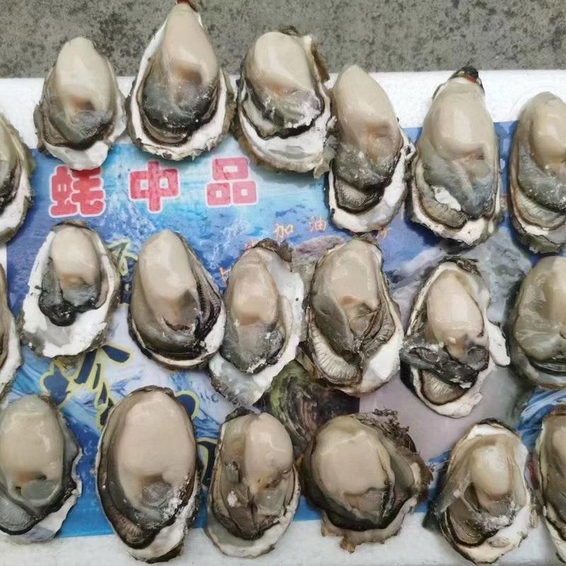 【精品蚝业】福建生蚝牡蛎，有加工开半壳。可供批发市