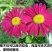 除虫菊种子多年生耐寒耐旱植物驱蚊虫盆栽阳台公园庭院四季花