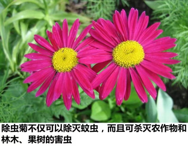 除虫菊种子多年生耐寒耐旱植物驱蚊虫盆栽阳台公园庭院四季花
